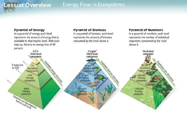 Lesson Overview Energy Flow in Ecosystems 