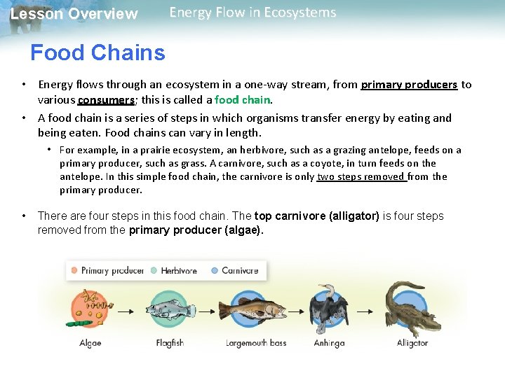 Lesson Overview Energy Flow in Ecosystems Food Chains • Energy flows through an ecosystem