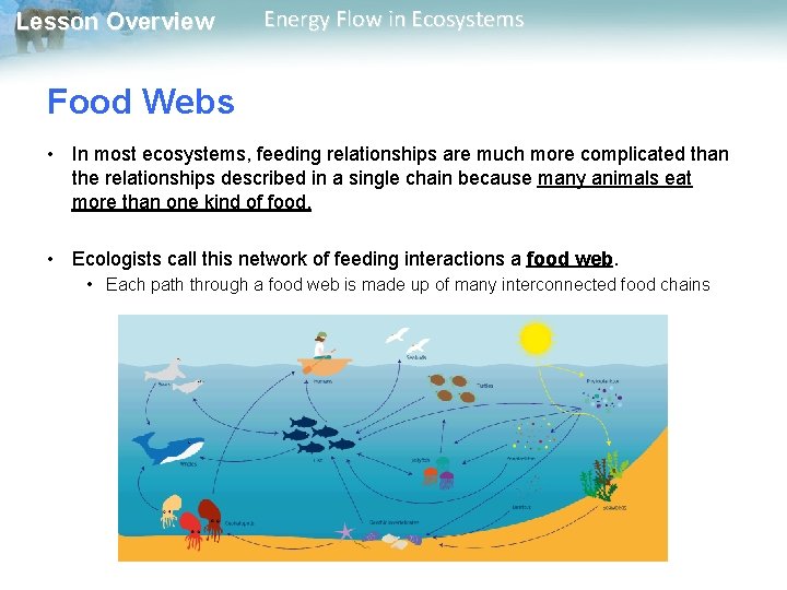 Lesson Overview Energy Flow in Ecosystems Food Webs • In most ecosystems, feeding relationships