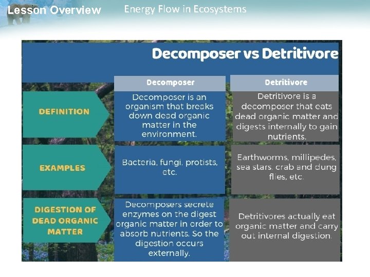 Lesson Overview Energy Flow in Ecosystems 