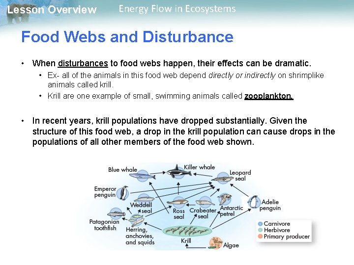 Lesson Overview Energy Flow in Ecosystems Food Webs and Disturbance • When disturbances to