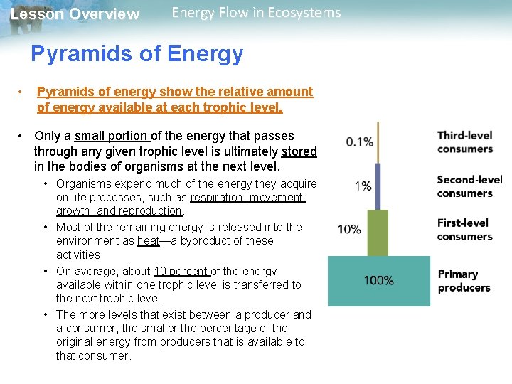 Lesson Overview Energy Flow in Ecosystems Pyramids of Energy • Pyramids of energy show