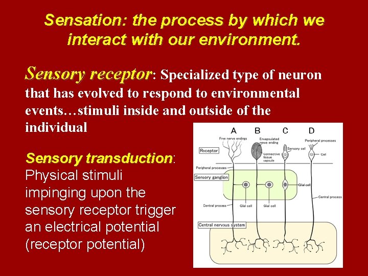 Sensation: the process by which we interact with our environment. Sensory receptor: Specialized type