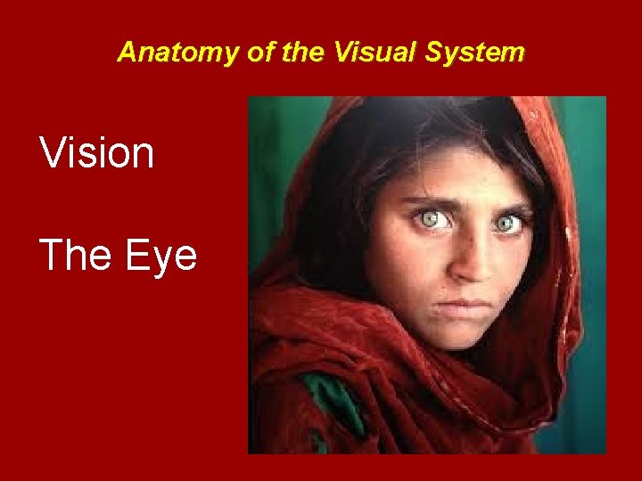 Anatomy of the Visual System Vision The Eye 