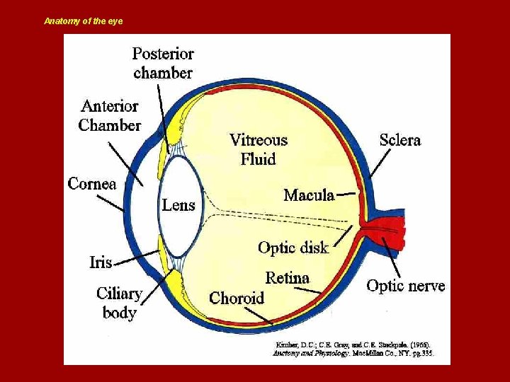 Anatomy of the eye 