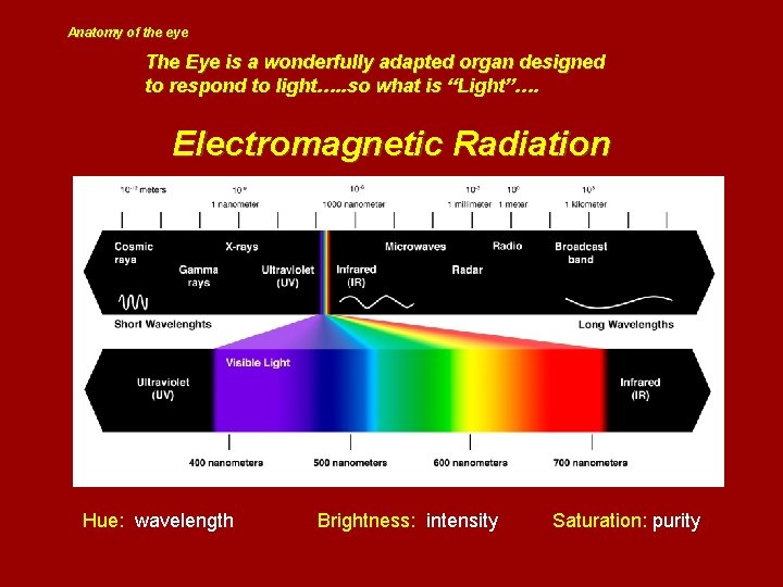 Anatomy of the eye The Eye is a wonderfully adapted organ designed to respond