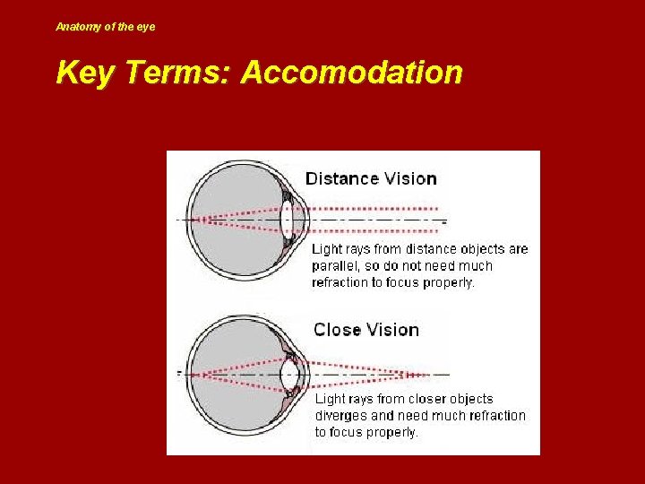 Anatomy of the eye Key Terms: Accomodation 