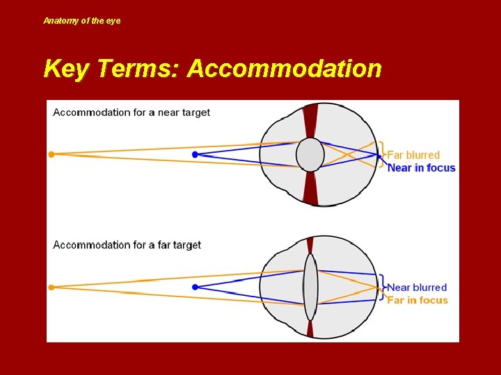 Anatomy of the eye Key Terms: Accommodation 