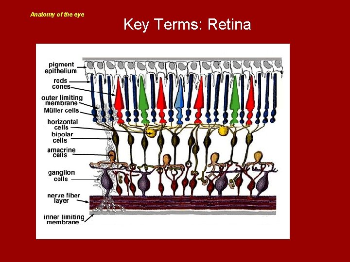 Anatomy of the eye Key Terms: Retina 