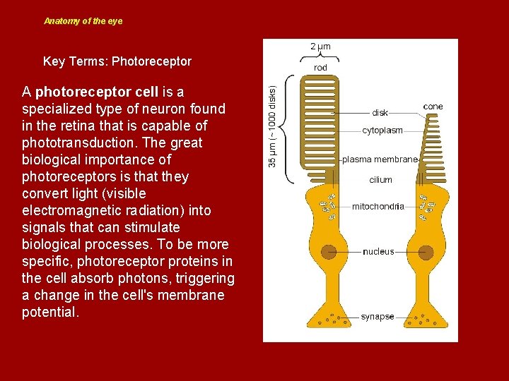 Anatomy of the eye Key Terms: Photoreceptor A photoreceptor cell is a specialized type