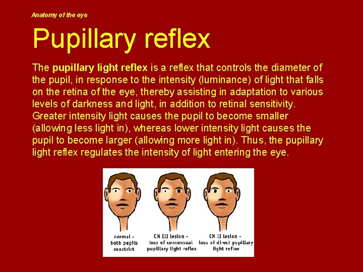 Anatomy of the eye Pupillary reflex The pupillary light reflex is a reflex that