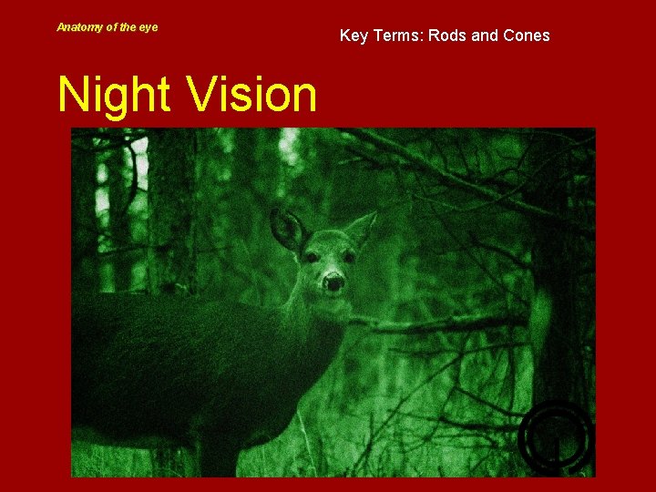 Anatomy of the eye Night Vision Key Terms: Rods and Cones 