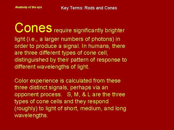 Anatomy of the eye Key Terms: Rods and Cones require significantly brighter light (i.