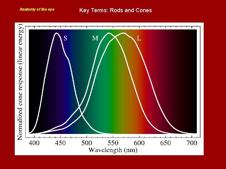 Anatomy of the eye Key Terms: Rods and Cones 