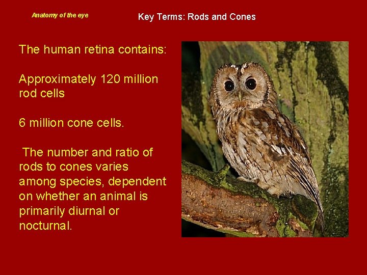 Anatomy of the eye Key Terms: Rods and Cones The human retina contains: Approximately