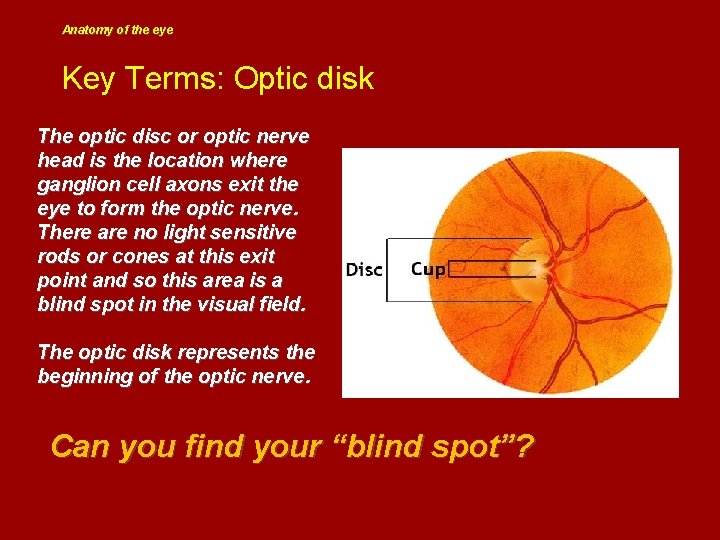 Anatomy of the eye Key Terms: Optic disk The optic disc or optic nerve