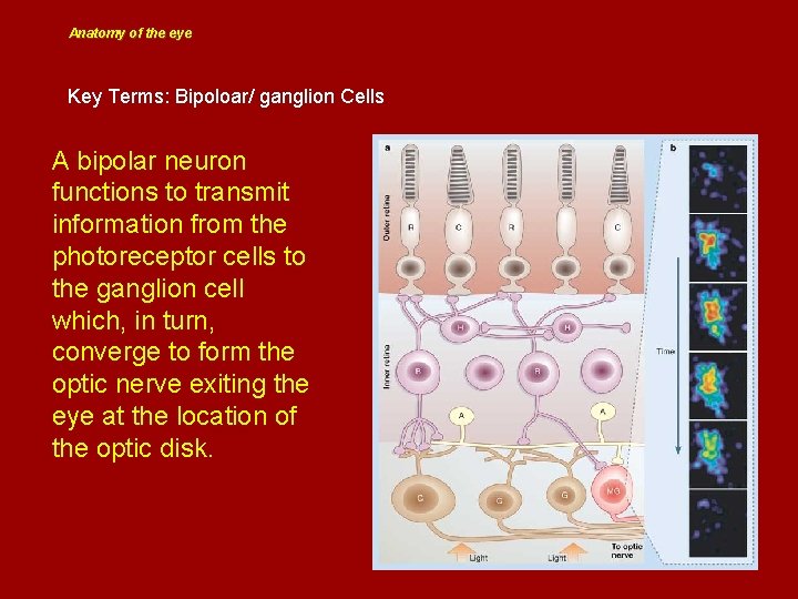 Anatomy of the eye Key Terms: Bipoloar/ ganglion Cells A bipolar neuron functions to