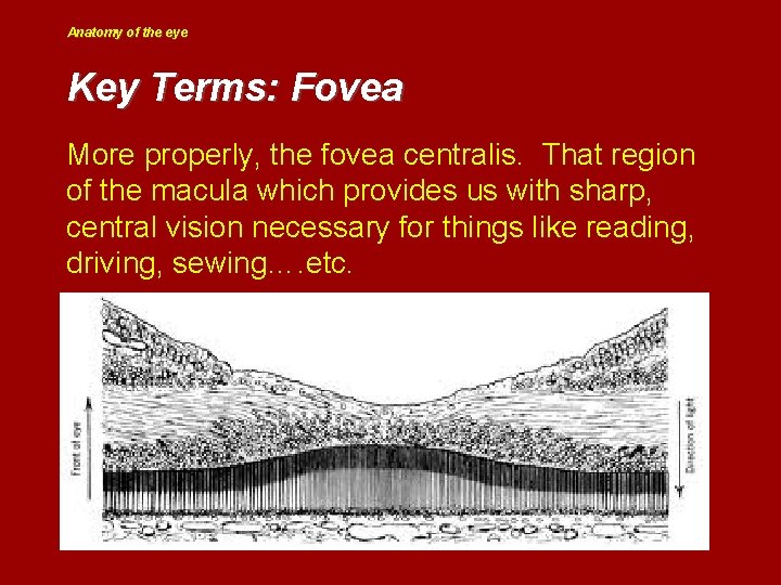 Anatomy of the eye Key Terms: Fovea More properly, the fovea centralis. That region