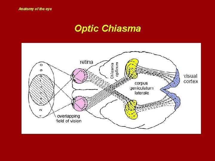 Anatomy of the eye Optic Chiasma 