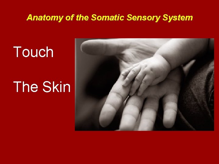 Anatomy of the Somatic Sensory System Touch The Skin 