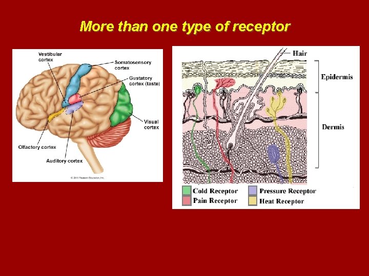 More than one type of receptor 