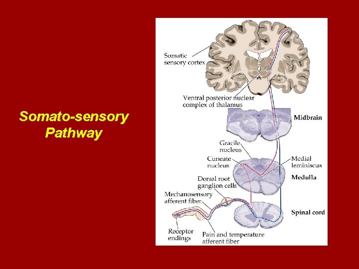 Somato-sensory Pathway 