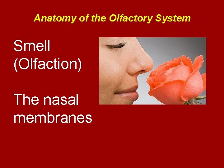 Anatomy of the Olfactory System Smell (Olfaction) The nasal membranes 