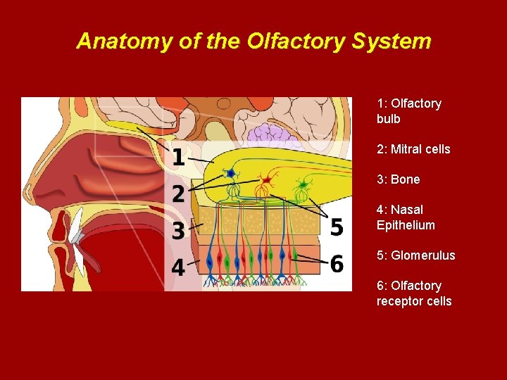 Anatomy of the Olfactory System 1: Olfactory bulb 2: Mitral cells 3: Bone 4: