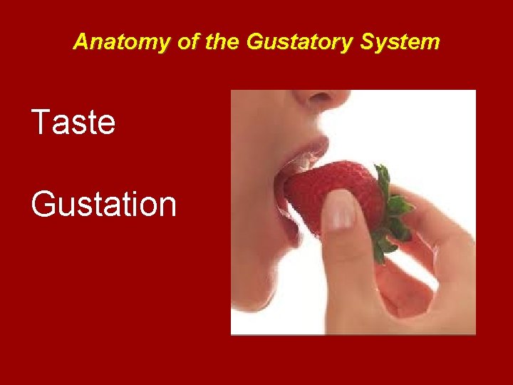 Anatomy of the Gustatory System Taste Gustation 