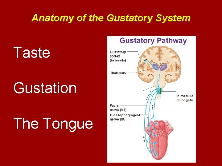 Anatomy of the Gustatory System Taste Gustation The Tongue 