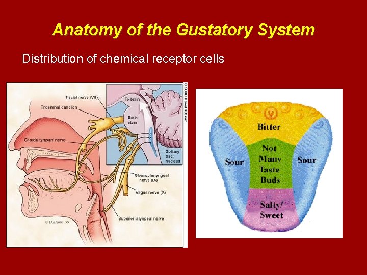 Anatomy of the Gustatory System Distribution of chemical receptor cells 