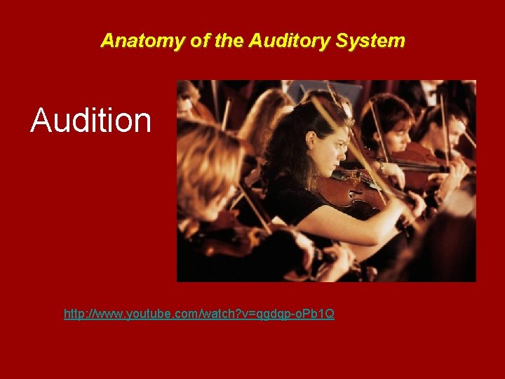 Anatomy of the Auditory System Audition http: //www. youtube. com/watch? v=qgdqp-o. Pb 1 Q