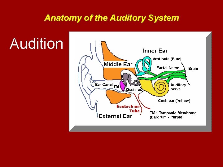 Anatomy of the Auditory System Audition 