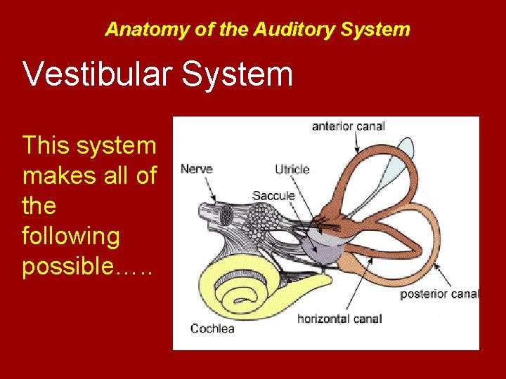 Anatomy of the Auditory System Vestibular System This system makes all of the following