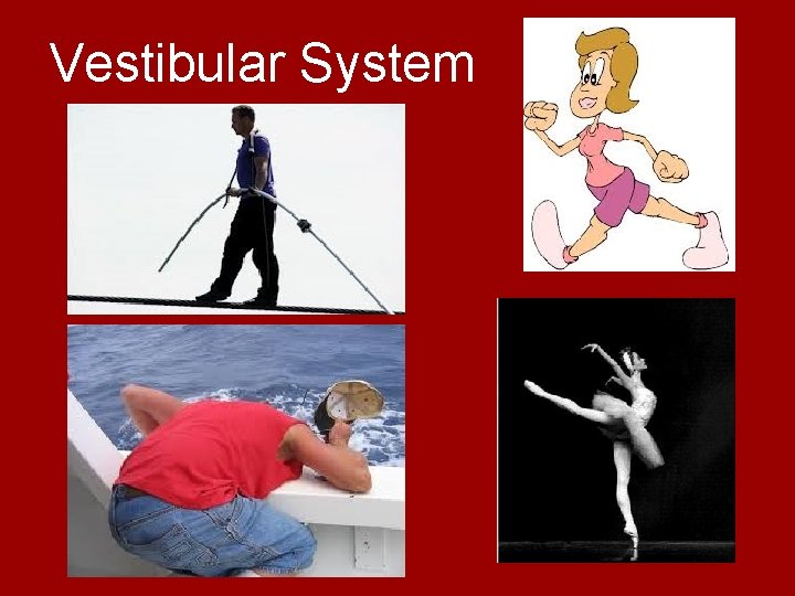 Vestibular System 