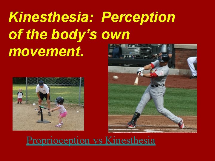 Kinesthesia: Perception of the body’s own movement. Proprioception vs Kinesthesia 