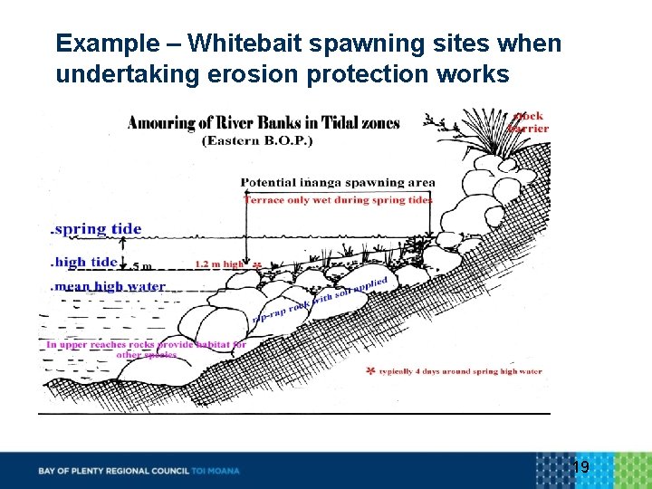 Example – Whitebait spawning sites when undertaking erosion protection works 19 