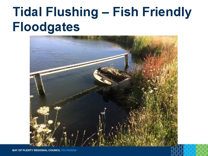 Tidal Flushing – Fish Friendly Floodgates 