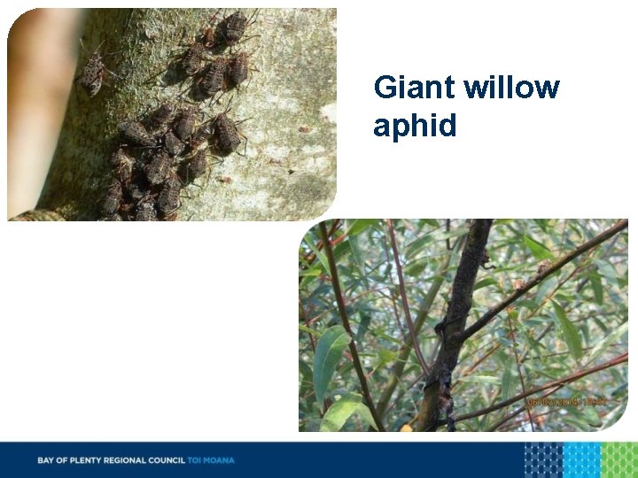 Giant willow aphid 