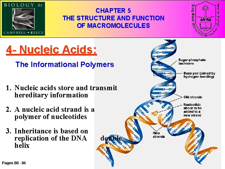 CHAPTER 5 5 THE STRUCTURE ANDFUNCTION OFMACROMOLECULES OF