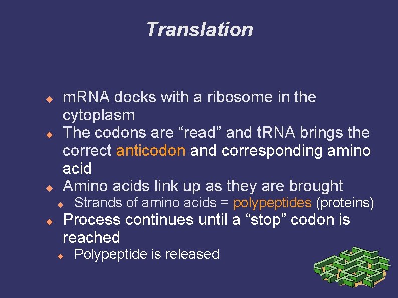 Translation m. RNA docks with a ribosome in the cytoplasm The codons are “read”