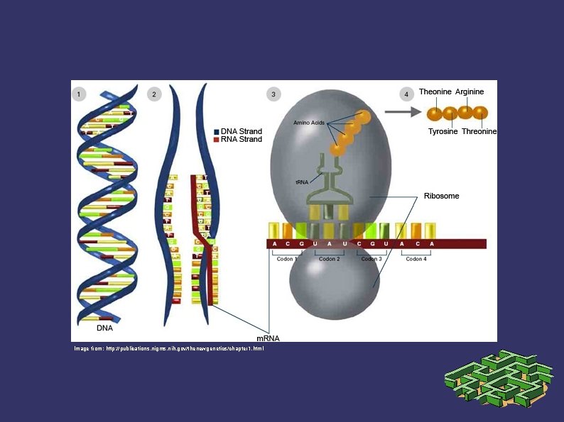 Image from: http: //publications. nigms. nih. gov/thenewgenetics/chapter 1. html 