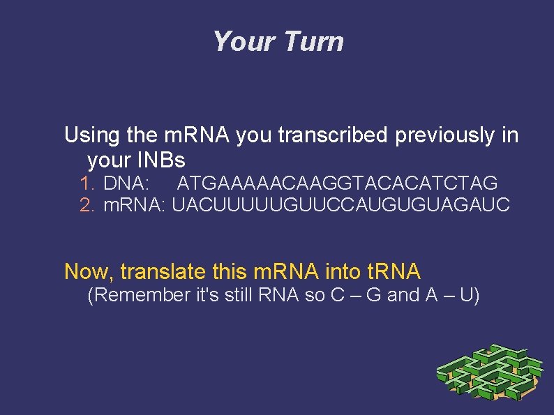 Your Turn Using the m. RNA you transcribed previously in your INBs 1. DNA:
