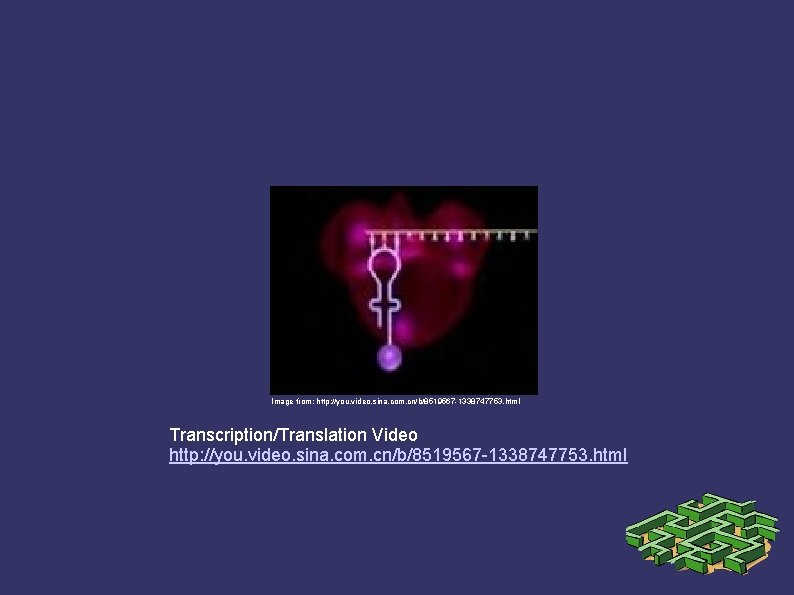 Image from: http: //you. video. sina. com. cn/b/8519567 -1338747753. html Transcription/Translation Video http: //you.