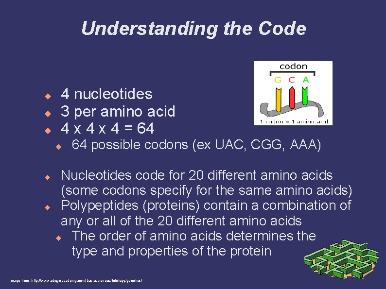 Understanding the Code 4 nucleotides 3 per amino acid 4 x 4 = 64