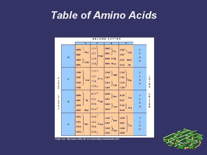 Table of Amino Acids Image from: http: //www. scfbio-iitd. res. in/tutorial/geneticcodetable. html 