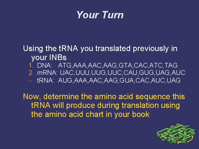 Your Turn Using the t. RNA you translated previously in your INBs 1. DNA: