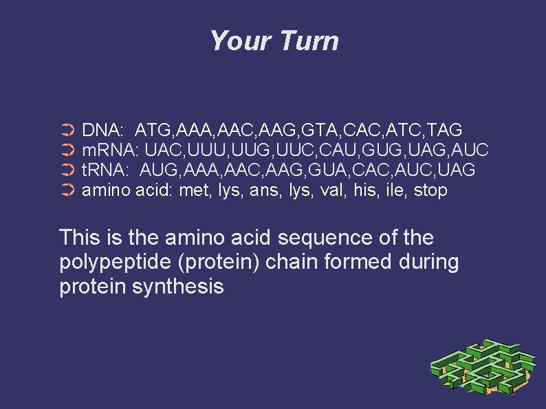Your Turn ➲ DNA: ATG, AAA, AAC, AAG, GTA, CAC, ATC, TAG ➲ m.