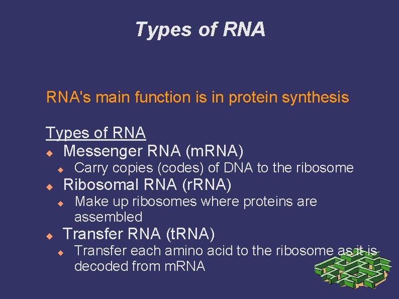 Types of RNA's main function is in protein synthesis Types of RNA Messenger RNA