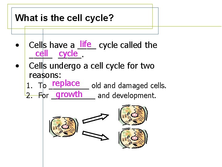 What is the cell cycle? life cycle called the Cells have a ____ cell